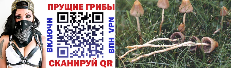 Псилоцибиновые грибы Psilocybe  купить  сайты  Новоульяновск 
